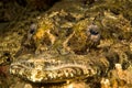 crocodile flathead fish Royalty Free Stock Photo