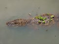 Crocodile floating in the water of Canal das Taxas in Rio de Janeiro