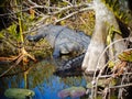 a crocodile in florida is sunning