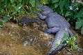 Crocodile in Florida swamp