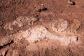 Crocodile fossil in clay at Torotoro, Bolivia
