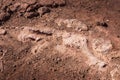 Crocodile fossil in clay at Torotoro, Bolivia