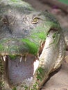 Crocodile in the Gambia