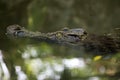 Crocodile - Gavial