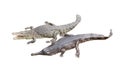 Crocodile and gavial friend