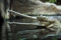 The crocodile gavial indian in reptile pavilion in the Prague Zoo