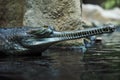 The crocodile gavial indian in reptile pavilion in the Prague Zoo