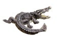 Crocodile gnarr Royalty Free Stock Photo