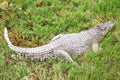 Crocodile in the grass Royalty Free Stock Photo