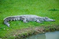 Crocodile on grass Royalty Free Stock Photo