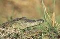 Crocodile in grass Royalty Free Stock Photo