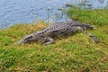 Crocodile Grass Bank River Camouflage Hiding Royalty Free Stock Photo