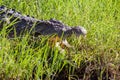 Crocodile in the Grass, Chobe National Park, Botswana Royalty Free Stock Photo