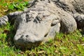 Crocodile on the grass. Royalty Free Stock Photo