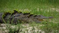 Crocodile with grass on its body