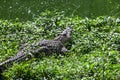 Crocodile in the grass Royalty Free Stock Photo