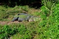 Crocodile in the grass Royalty Free Stock Photo