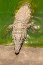 Crocodile in green slimy pond close up - Top view wild animal ba