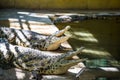 Crocodile in Hamat Gader, Israel . Royalty Free Stock Photo
