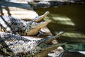 Crocodile in Hamat Gader, Israel . Royalty Free Stock Photo