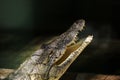 Crocodile in Hamat Gader, Israel . Royalty Free Stock Photo