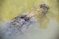 Crocodile in Hamat Gader, Israel . Royalty Free Stock Photo