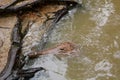 A crocodile at Hartley`s Crocodile farm. Wangetti. Shire of Douglas. Queensland. Australia