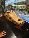 Crocodile head bones on display Royalty Free Stock Photo