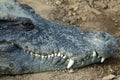 Crocodile Royalty Free Stock Photo