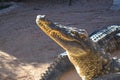 Crocodile head Closeup at zoo, mouth and teeth