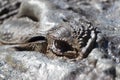 Crocodile head and eye up close