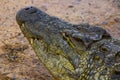 Crocodile Head Royalty Free Stock Photo