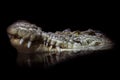 Crocodile head with reflection in the water preparing to attack, isolated on a black background a Royalty Free Stock Photo