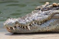 Crocodile head with sharp fang