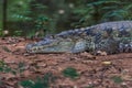 Crocodile Royalty Free Stock Photo