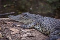 Crocodile Royalty Free Stock Photo