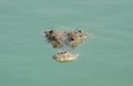 The crocodile head while swimming Royalty Free Stock Photo