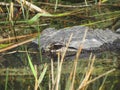 Crocodile head Royalty Free Stock Photo