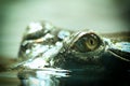 crocodile head in water Royalty Free Stock Photo