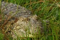 Crocodile hiding in the grass Royalty Free Stock Photo