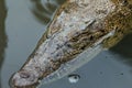 Crocodile hiding inside water pond