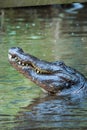 Crocodile holds his head up out of the water showing its teeth Royalty Free Stock Photo