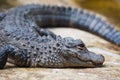 A crocodile horizontal