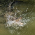 Crocodile during a hunt, Queensland, Vangetti, Australia Royalty Free Stock Photo