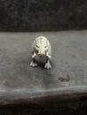 Crocodile hunter animals angry focus white big size wonderfull