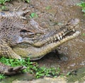 Crocodile hunting in camouflage