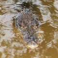 Crocodile hunting in a lake