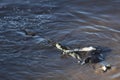 Crocodile hunting in river in kenya