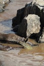 Crocodile hunting in river in kenya