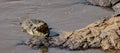 Crocodile hunting the Wildebeest crossing in the Mara River Africa